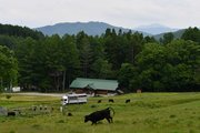 のびのびと草原を歩く雌牛＝高山市荘川町一色、一色牧場