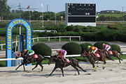 クイーンカップを１着でゴールする園田のハヴアナイスディ（丸野勝虎騎手）。２着は笠松のアペリラルビー（向山牧騎手）