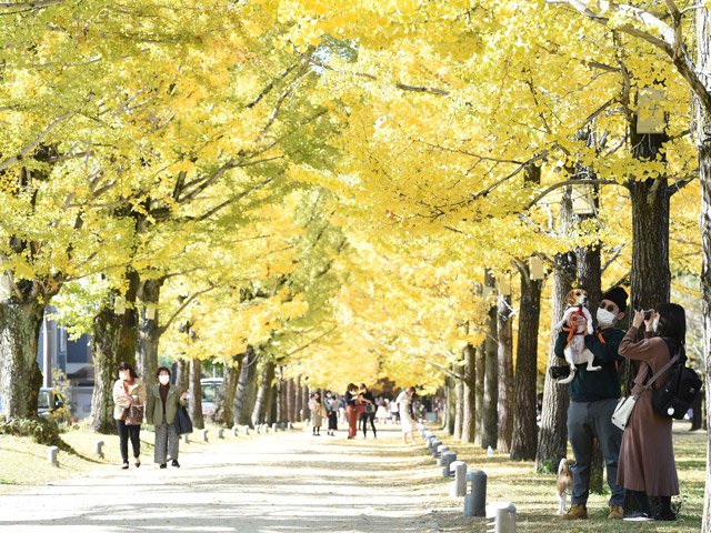 黄色に色づいたイチョウ並木の景色を楽しむ人たち＝１７日午前１１時３３分、各務原市那加雲雀町、学びの森プロムナード