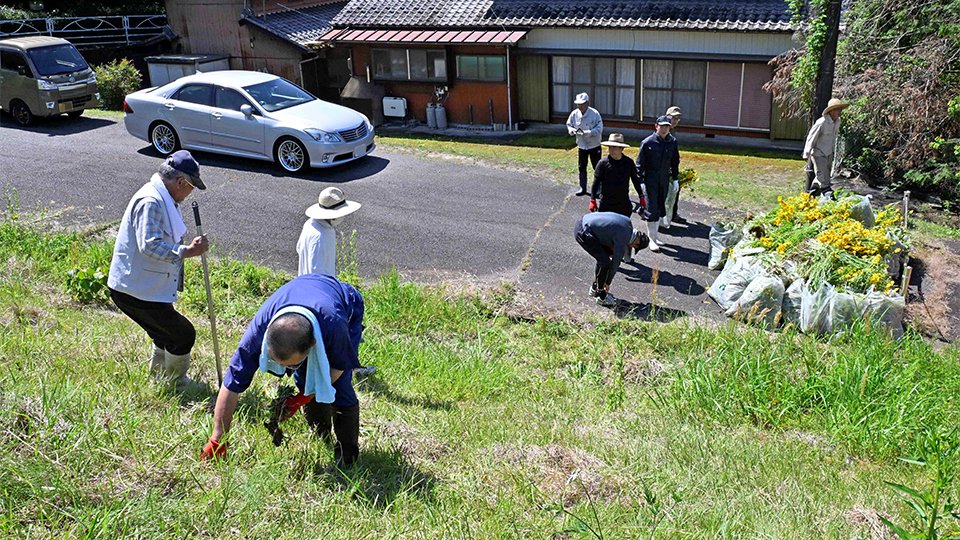 オオキンケイギクを抜き取る地元住民ら＝関市黒屋