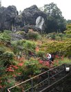 鮮やかなヒガンバナが見頃を迎えている境内＝大垣市赤坂町、金生山明星輪寺