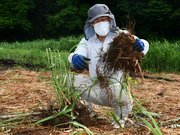 茅の株を切り分ける和田正人会長＝大野郡白川村荻町