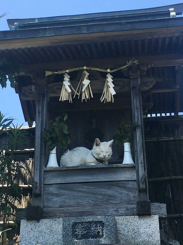 ほこらで眠る白猫。まるで神の化身だ＝垂井町