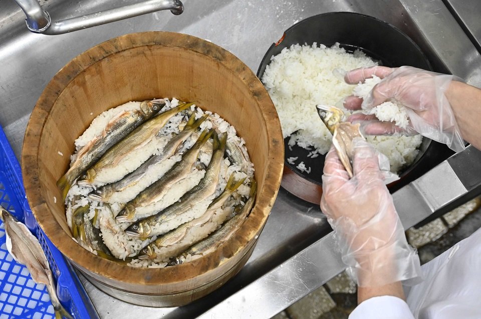 なれずしを作るため、腹にご飯を詰めて漬け込まれる鮎＝１１月２９日、岐阜市湊町、十八楼