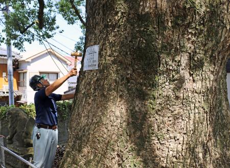　山王神社の被爆クスノキを木づちでたたいて点検する樹木医＝２２日午前、長崎市