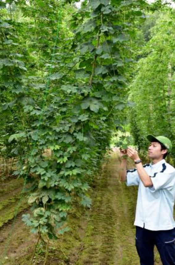 　「うどんこ病」にかかりづらいホップ（中央）＝２２日午前、北海道上富良野町