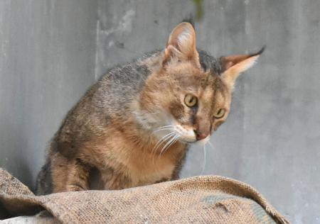 　死んだジャングルキャットの雌「キリー」（名古屋市の東山動植物園提供）