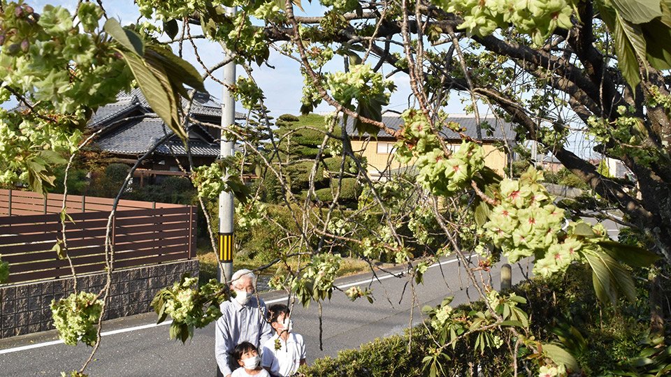 新緑のような黄緑の花を咲かせる御衣黄桜＝養老町石畑、浄誓寺