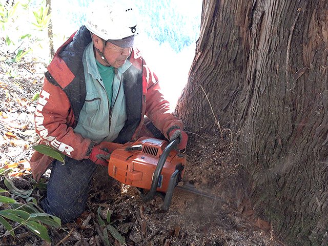 高山市滝町で樹齢１００年を超えるスギを切り倒す面家一男さんを撮った、映画「木樵」の一場面（宮﨑さん提供）