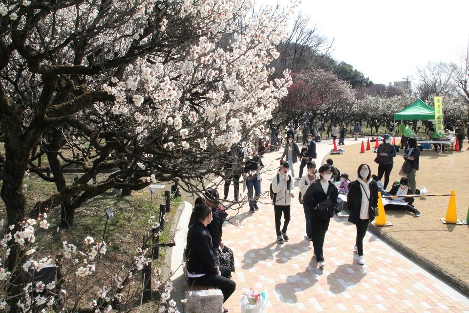 梅を眺めながら散策する来園者＝４日午前１０時５５分、岐阜市梅林南町、梅林公園