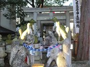 「おちょぼさん」のキツネたち。ネクタイや腰ひもで結ばれたキツネは本来、百度参りのために奉納された＝海津市平田町、千代保稲荷神社