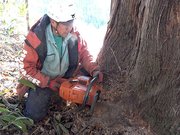高山市滝町で樹齢１００年を超えるスギを切り倒す面家一男さんを撮った、映画「木樵」の一場面（宮﨑さん提供）