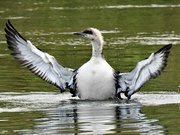 山県市の武儀川に現れた冬の海鳥とみられる鳥（荒深利正さん撮影）