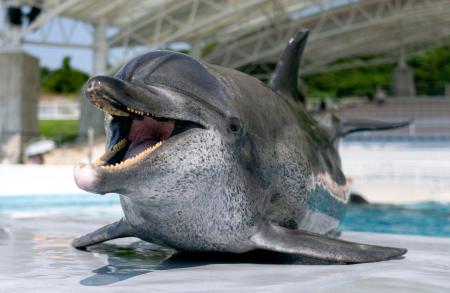 　死んだミナミバンドウイルカ「オキちゃん」＝５月（国営沖縄記念公園・オキちゃん劇場提供）