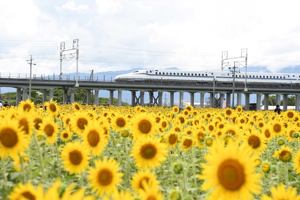 一面黄色のヒマワリ畑付近を通る東海道新幹線
