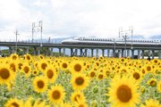 一面黄色のヒマワリ畑付近を通る東海道新幹線