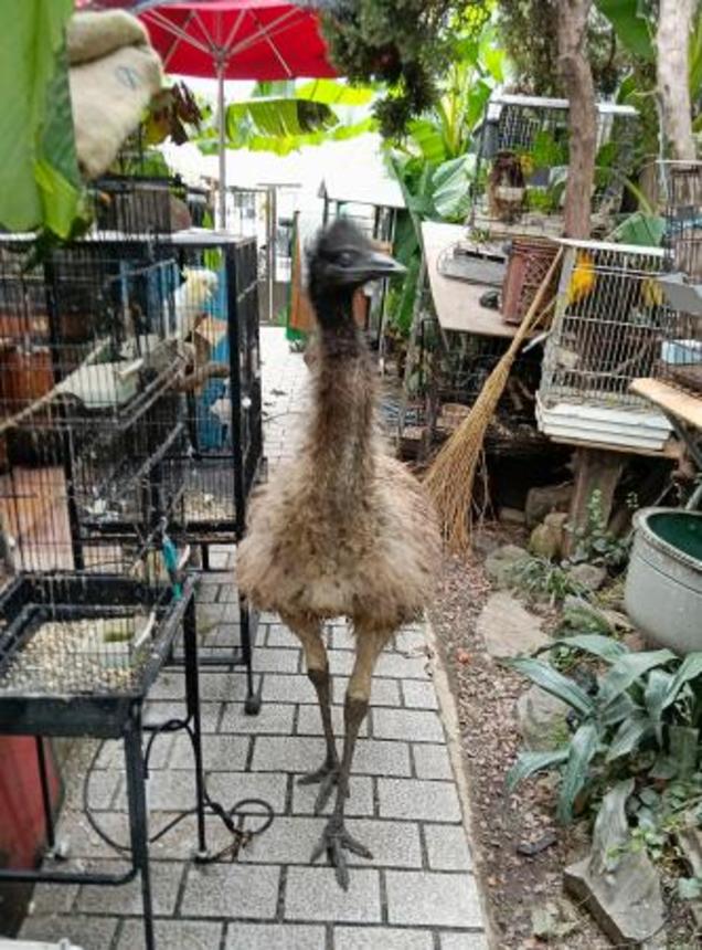 　脱走し、捕獲されたエミュー＝２３日正午ごろ、滋賀県守山市