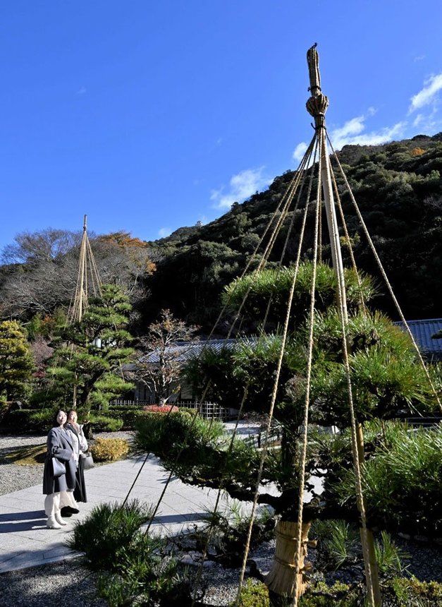 積雪に備え雪つりが施された松＝１２日午前１１時１２分、岐阜市大宮町、岐阜公園