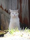 部外者の侵入をギロリと見張っている＝中津川市、馬籠宿