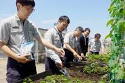 　ホップの手入れをするＪＲ東日本東京総合車両ベースの社員ら＝５月、東京都品川区