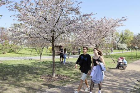 　ウクライナ・キーウの「京都公園」＝２０２４年４月（共同）
