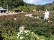 入り口近くのガーデンを散策する阿部容子さん。ガーデンの一部は阿部さん自身が植栽のデザインを手掛けた＝同、ぎふワールド・ローズガーデン