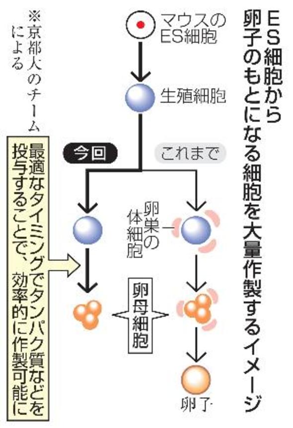 　ＥＳ細胞から卵子のもとになる細胞を大量作製するイメージ