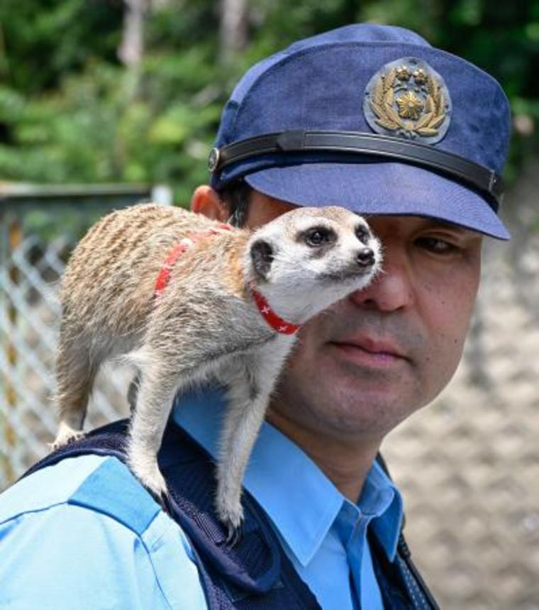 　後藤順二警部補の肩に乗るミーアキャットの「ラグ」＝大阪府茨木市
