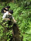 ヤマトサンショウウオの幼生を放流する岐阜高校自然科学部生物班の生徒たち＝岐阜市内