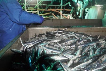 　北海道根室市の花咲港で水揚げされるサンマ＝２０２４年
