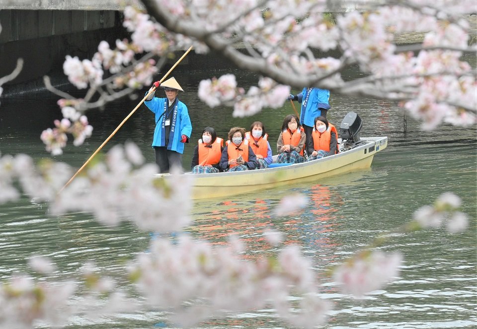 水門川の舟下りが始まり、満開の桜の下で遊覧を楽しむ観光客＝大垣市馬場町