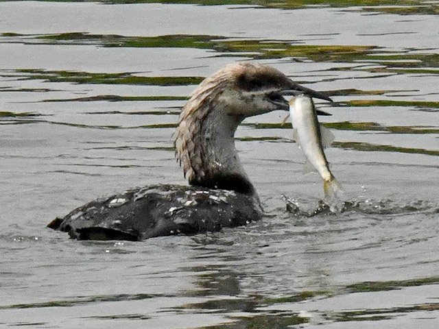大きな鮎を捕まえて食べていた（荒深利正さん撮影）