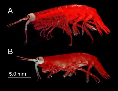 　鹿児島大などが発見したと発表した新種のヨコエビ（鹿児島大提供資料より）
