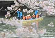 水門川の舟下りが始まり、満開の桜の下で遊覧を楽しむ観光客＝大垣市馬場町