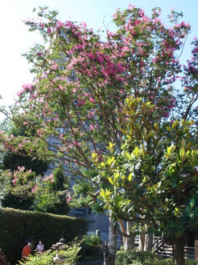 見頃を迎え、鮮やかな紅色の花を咲かせるサルスベリ＝岐阜市長良、真性寺