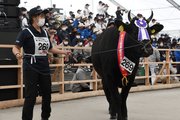 観客の前を歩く入賞牛＝１０日午前、鹿児島県霧島市