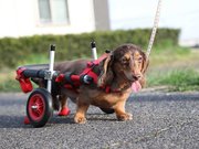 車いすを使って歩く犬（はな工房提供）
