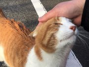 チャーコと名付けた猫。ご覧の表情でも、手をがぶり＝垂井町府中