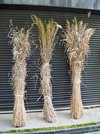 （左から）カリヤス、ススキ、オギ。カリヤスとススキは屋根葺き、オギはオダレという雪囲いの材料として使われる＝いずれも大野郡白川村