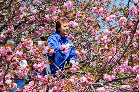 　八重桜の花を摘み取る女性＝１７日、神奈川県秦野市