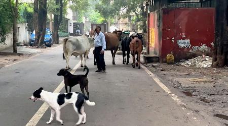 　インド・ニューデリー中心部の路上をうろつく野良犬＝２０２４年９月（共同）