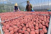 日差しを浴びながらビニールハウス内で天日干しされる赤く染まった梅干し＝１７日午前、揖斐郡池田町舟子