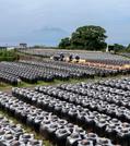 　一面に広がる「つぼ畑」で進む黒酢の仕込み作業。奥は桜島＝１１日午前、鹿児島県霧島市