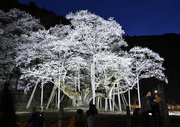 ３年ぶりのライトアップに浮かび上がる淡墨桜＝６日午後７時、本巣市根尾板所、淡墨公園