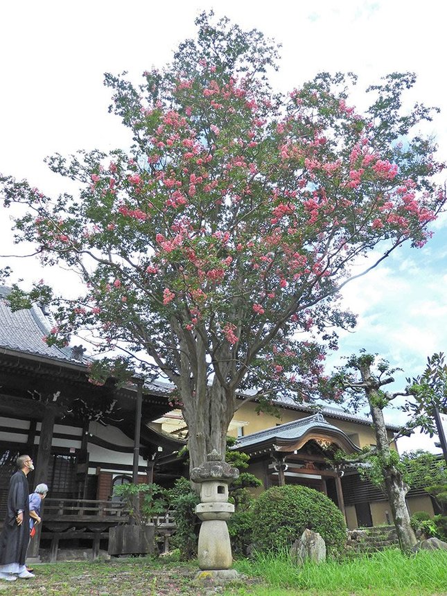 見頃を迎えたサルスベリ＝岐阜市長良、真性寺