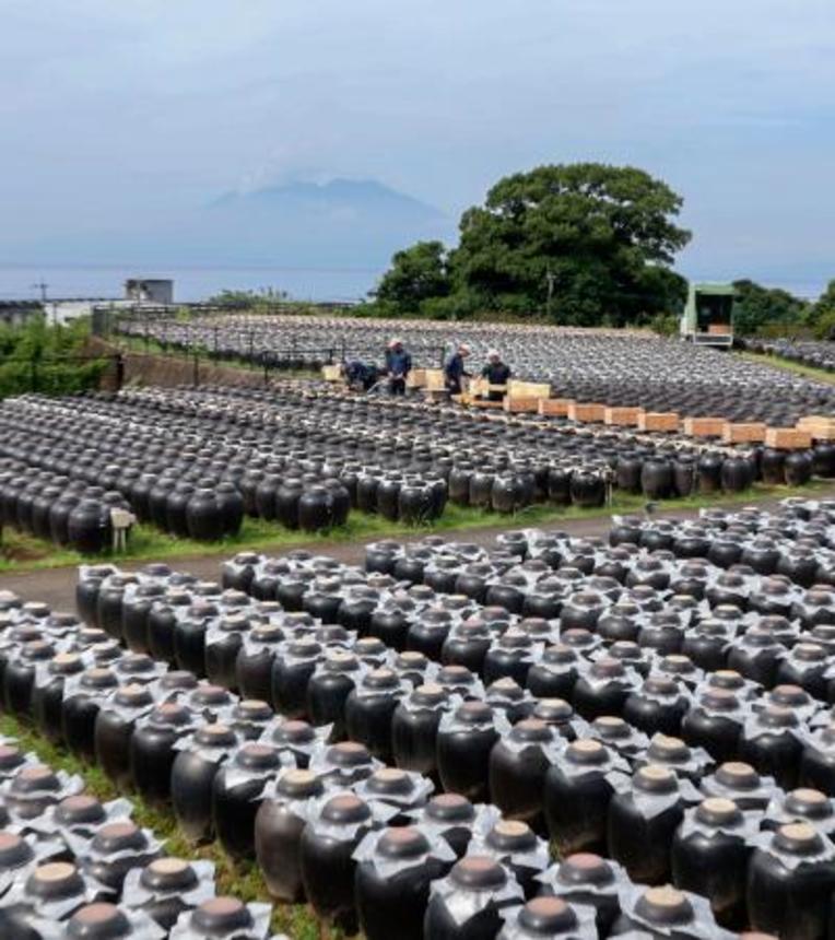 　一面に広がる「つぼ畑」で進む黒酢の仕込み作業。奥は桜島＝１１日午前、鹿児島県霧島市