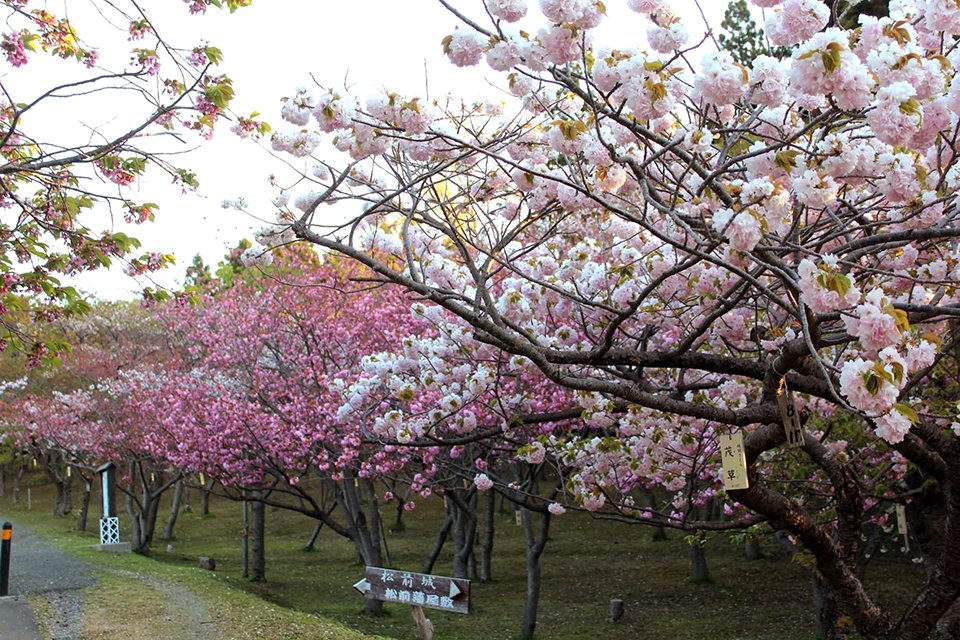 松前桜などが咲く北海道松前町の松前公園（阿部菜穂子さん提供）