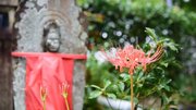 見頃を迎えているヒガンバナ＝大垣市赤坂町、金生山明星輪寺