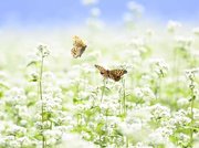 満開のソバの花に集まるチョウ＝２２日午前１１時２６分、中津川市坂下、椛の湖自然公園（撮影・堀尚人）