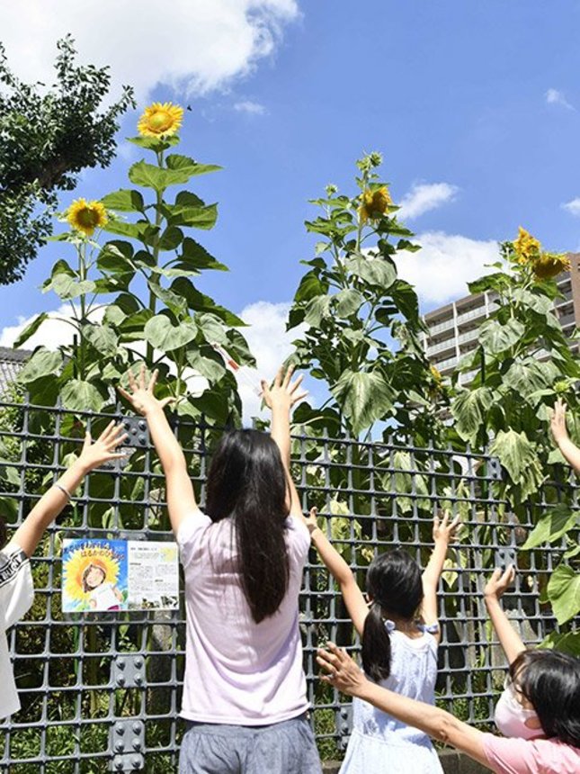 夏空に大輪の花を咲かせた「はるかのひまわり」＝岐阜市神田町、円徳寺
